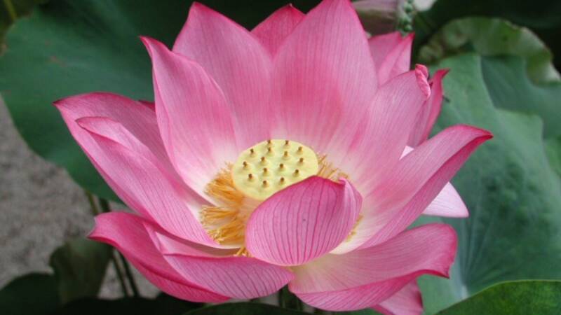 flor-de-lotus